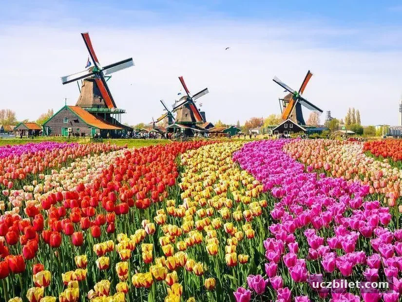 Amsterdam Lale