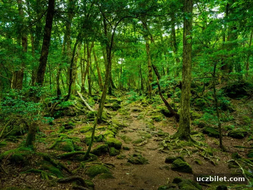 aokigahara-ormani-japonya