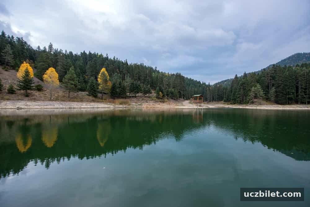 Ayancık
