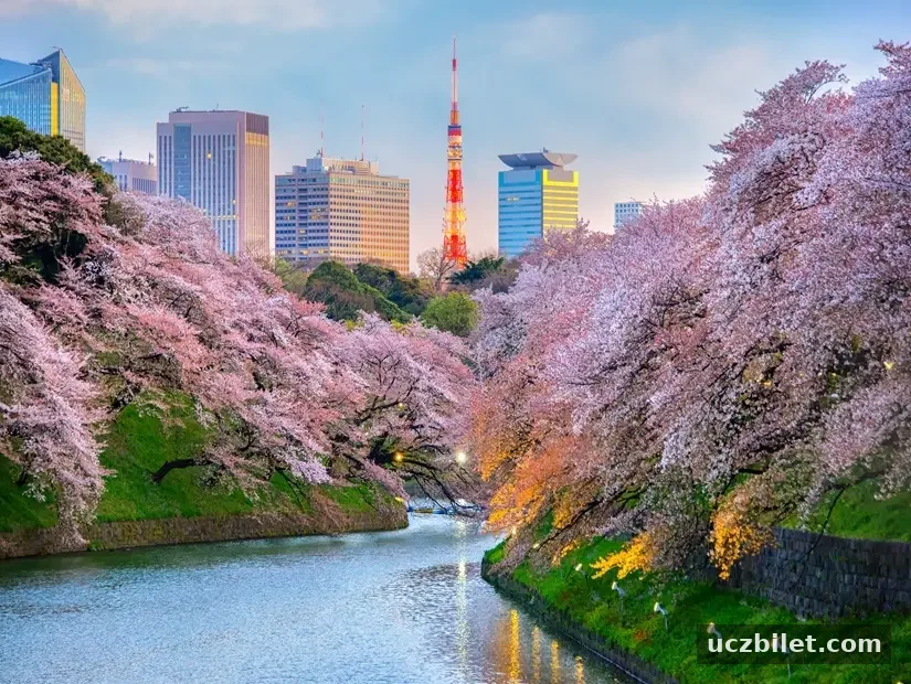 Bahar sezonunda Chidorigafuchi parkı bu alan Tokyo, Japonya'da popüler sakura noktası