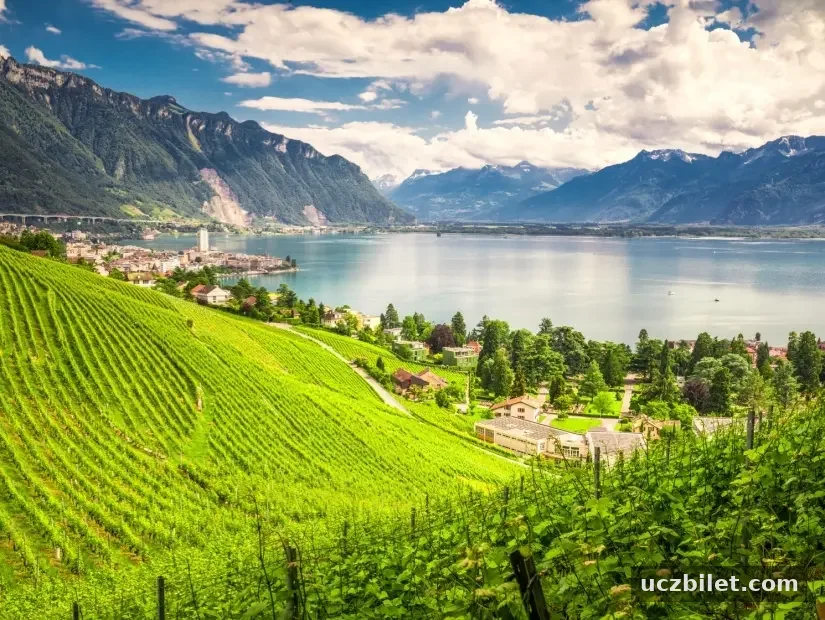Cenevre Gölü ve Lavaux bölgesindeki üzüm bağı görünümü