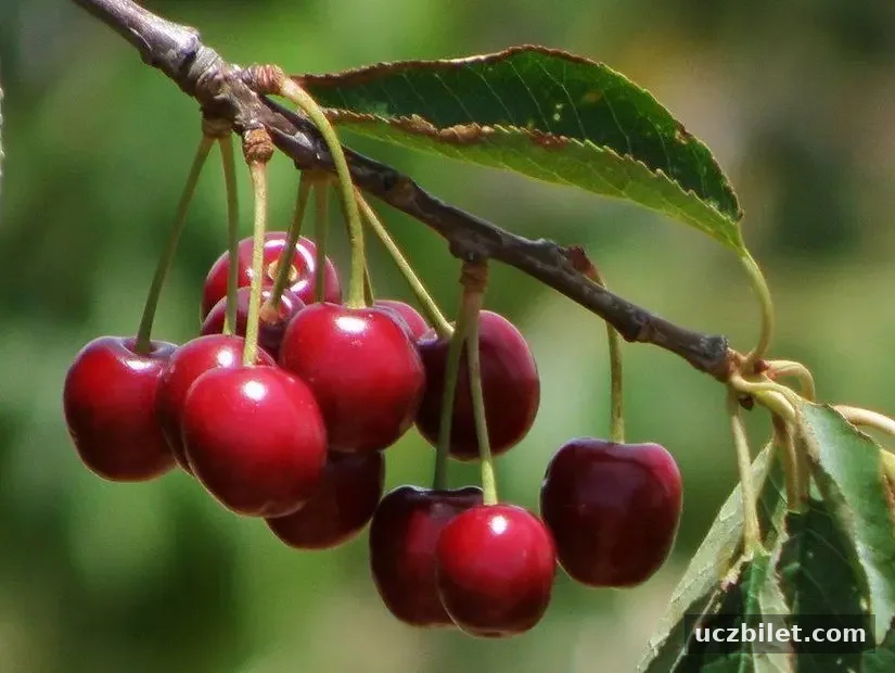 cherry | hockie72