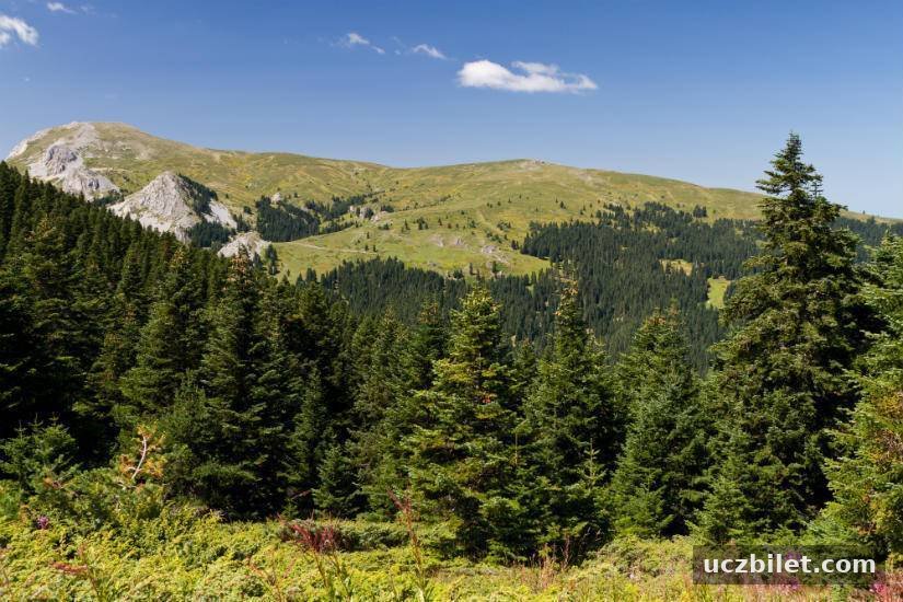Ilgaz