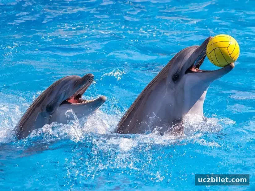 İstanbul Dolphinarium görünümü