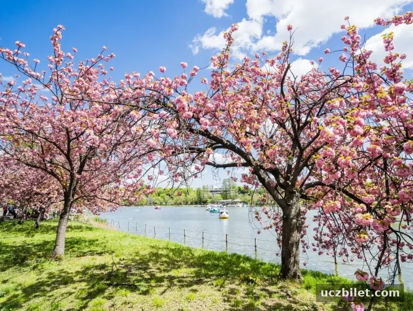 Japonya'nın Tokyo'sundaki Ueno Park'ta Sakura ağacı kenarındaki yürüyüş yolu