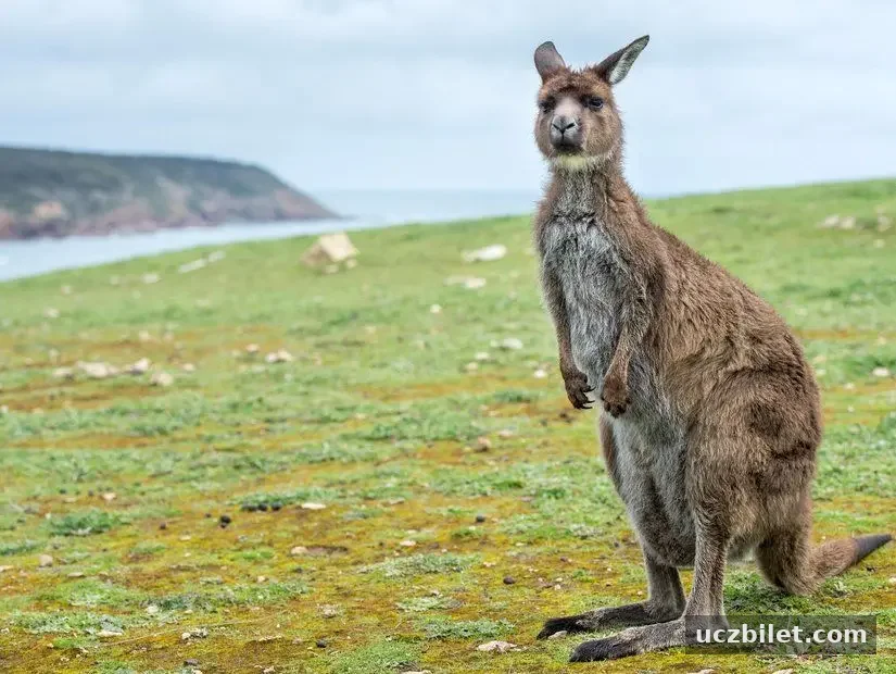 kangarooisland