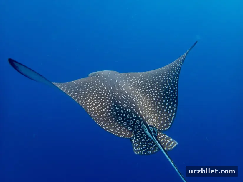 Myliobatidae veya Eagle Ray, Mısır