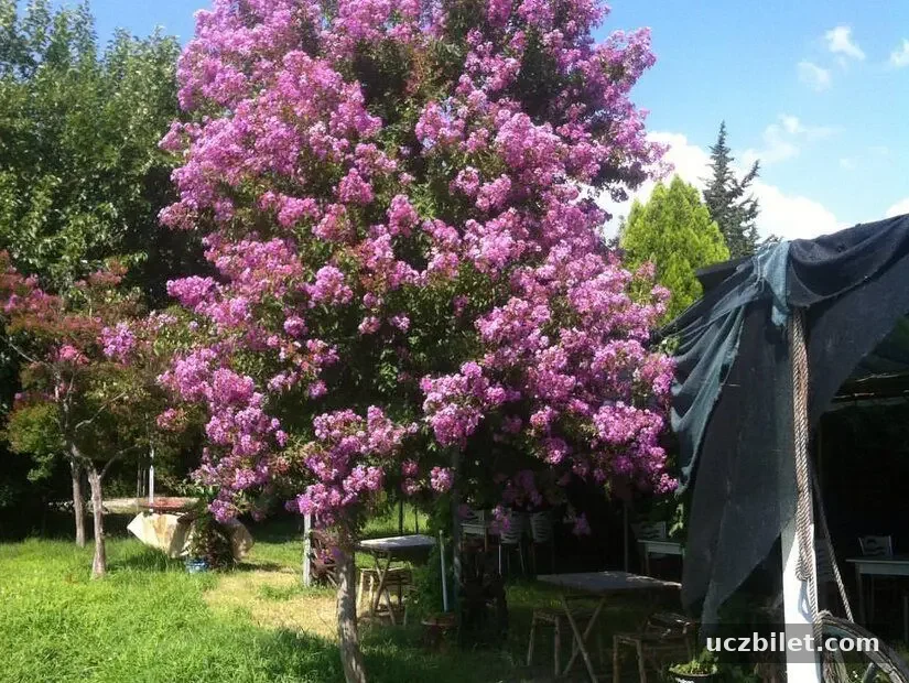 Ömür Camping