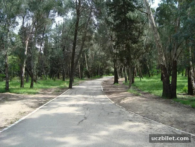 park içinde yer alan yürüyüş yolu ve çevreleyen uzun ağaçlar