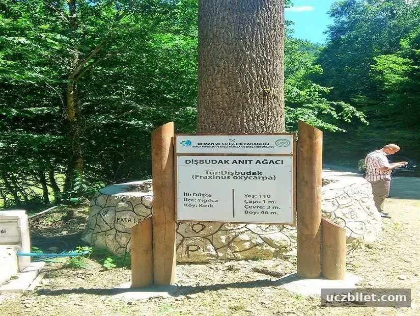 Paşabükü Dişbudak Ağacı Tabiat Anıtı görünümü
