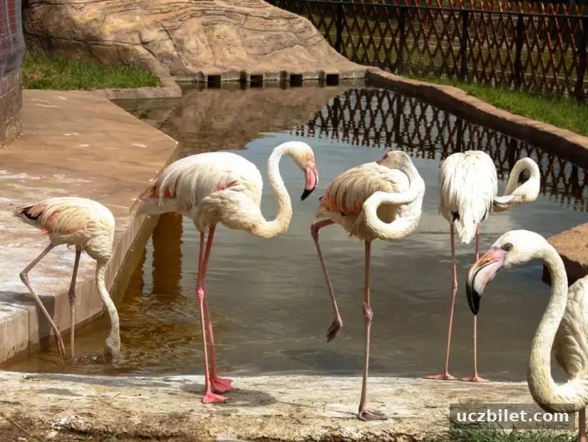 Pembe flamingolar. Minsk Hayvanat Bahçesi