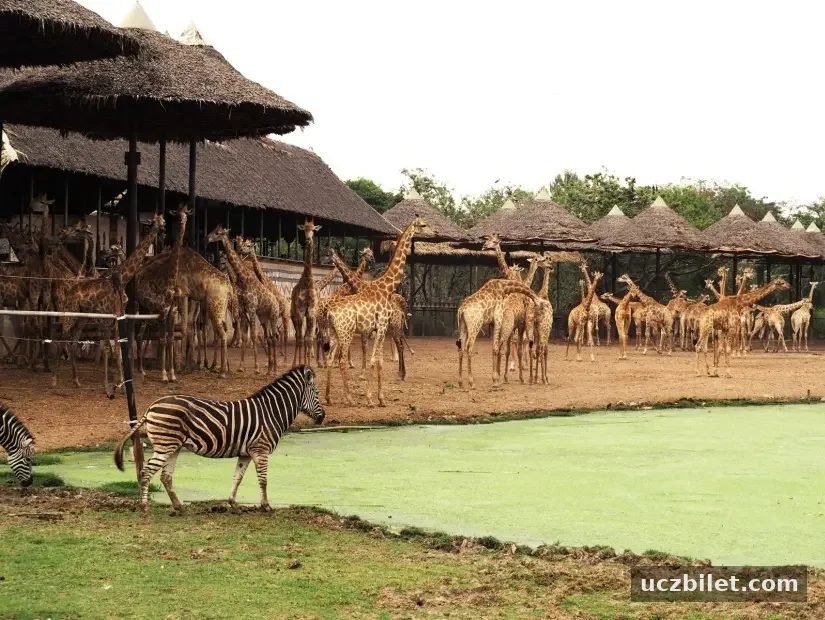 Safari World, Tayland'ın Bangkok