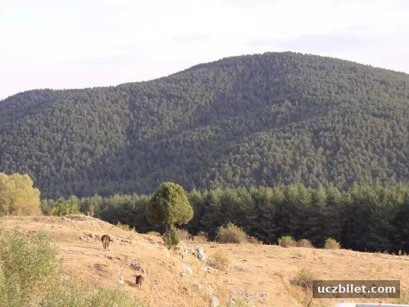 yaylada beslenen hayvanlar ve arkada yeşillik dolu dağ manzarası