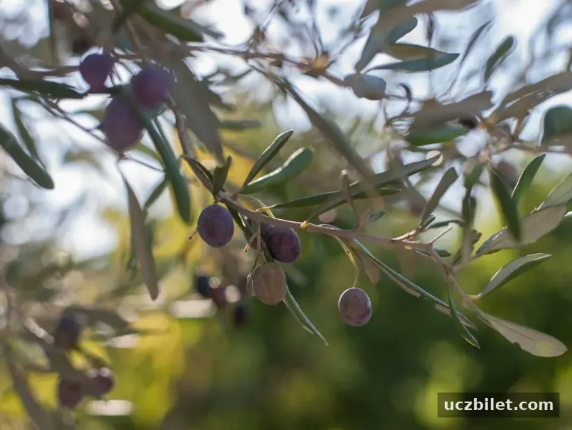 zeytin ağacı görünümü